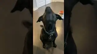 Cute dog speaks #shorts #dogs #doggo #pet #pets #aww #funny #dogshorts #animals