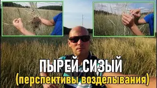 Пырей сизый почти как многолетняя пшеница