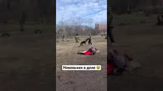 Привет всем ) Немецкая овчарка учиться 🥸