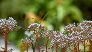 Flowers #14 Free HD Video Background