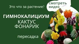 Гимнокалициум. Как Нас Обманывают Продавцы!  