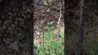 ямы в лесу