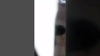 Кот у собаки сосёт сиську