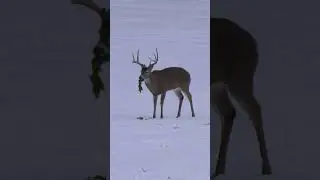 Mature Buck Digging Up Biologic Winter Bulbs! These Warm Temps Have Us Dreaming About A Cold Front!