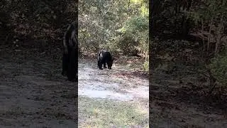 Baby black bear