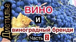 🍷 Wine and grape brandy🍇 part 2