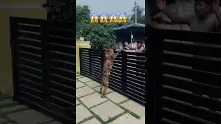 Aggressive Dog In India 👹 Power Full Guard Dog Breed PRESA Canario 😱 