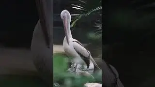 The world's Greatest Birds HD 4k Ultra 