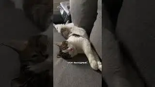 признавайтесь, у кого так же? 🦭 #shorts #рек #лень #выходные