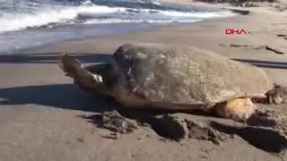 Patara Plajı'nda 86 caretta caretta yuva yaptı