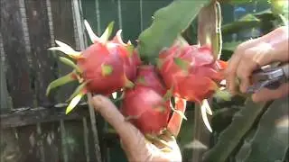 2016 Dragon Fruit Update.