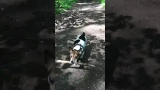 Играем со слепой Бусей