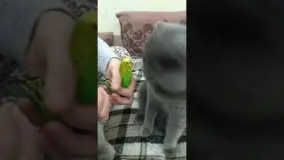 Красавица милана