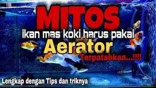 PERLUKAH AERATOR DI AQUARIUM UNTUK IKAN MAS KOKI - SEBERAPA PENTING????