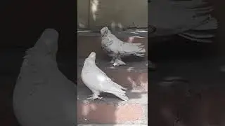узбекские голуби АБДУСАЛАМА ГОРОД ОШ Т+996557557770 стандарт ☆