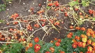 Агромакс Биоудобрение, Агромакс Удобрение