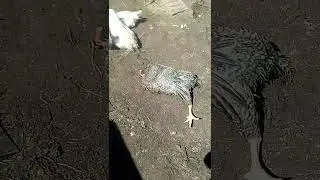 ДУМАЛА ЧТО КУРЫ СДОХЛИ ...