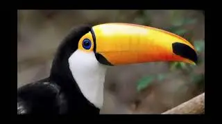 I Love Brazil