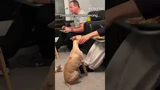 Ninja Dog Steals Mom's Food! Hilarious Snack Snatch You Won't Believe!