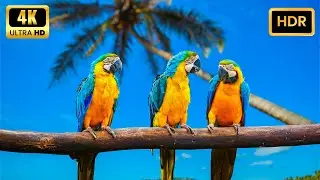 STUNNING Parrots From Around The World In 4K Ultra HDR 60fps
