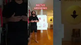 RECTUS ABDOMINIS. Yogveda  Yoga