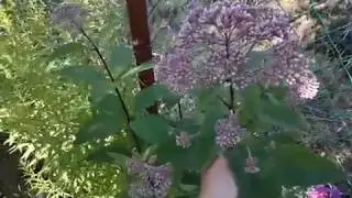 Three trouble-free flowering plants/Solidago/Eupatorium/Lythrum