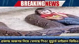 Children playing with a huge python!  Viral video at the moment