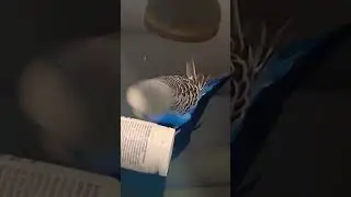 @Говорящий Попугай 🦜 Кеша