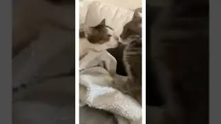 Funny Cat||Funniest Cat #Shorts