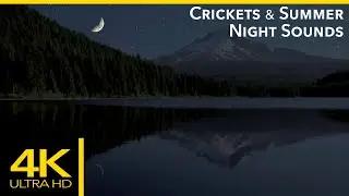Sleep and Relaxation Nature Sounds: Crickets Summer Night Sounds (NO LOOP)