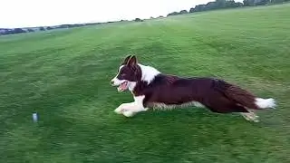 Summer 2017 border collie Dari