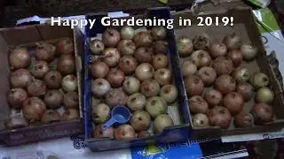 Best of Best Storage Onions!