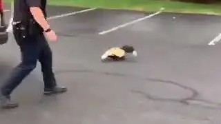 Check out this footage of a police officer helping a "stuck skunk" in Tewksbury, Massachusetts.🦨