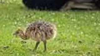 Cute Animals