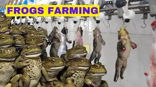 See How Frog Farming Makes Millions for Farmers. How Frogs are Raise, Harvest and Processed