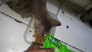 Update Stray Cat And Feral Cat Before Eating | Stray Cats