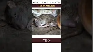 🤢🤢🤢 Эта болезнь пахнет мышами