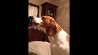 А ну ка давай вкусняшку!