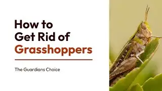 Grasshopper Troubles? Master How to Get Rid of Grasshoppers with Effective Strategies