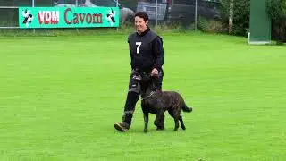 Hollandcup 2017  Jose Stienstra Holland Messi v  Le Dobry IPO III Obedience 93P