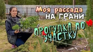 Погибает рассада ll Дела садовые
