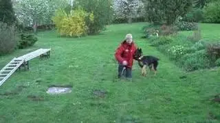 Dog on ladder revisited