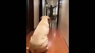 Funny Dog||@Cute Paws||#Shorts