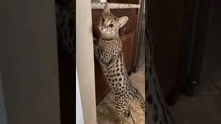 Savannah Cats are incredibly smart!