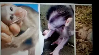 Unmasking the 'Torture King': Exposing the Monkey Torture Network!  