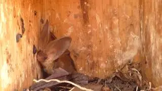 MURCIÉLAGO OREJUDO en CAJA-NIDO