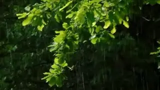 Смотрите, какие у дождика крылья!