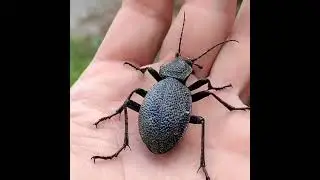 Видали такого? Наш местный красавчик.