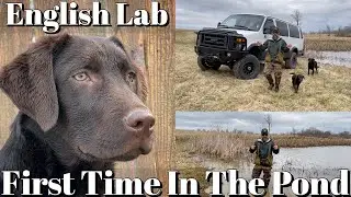 English Labrador Retriever Puppy | First Time Swimming In A  Pond