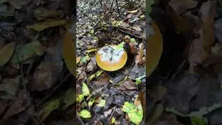 Wild edible coccora mushroom. #WildMushroomHunting